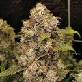 thumb of Rainbow Feminized by WeedSeedsExpress grown by WSE