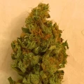 thumb of Somango XXL by WeedSeedsExpress grown by Silky_smooth