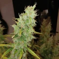 thumb of Tangerine Dream Auto by WeedSeedsExpress grown by Roberts