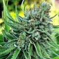 thumb of Trainwreck by WeedSeedsExpress grown by InTheShed