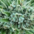 thumb of Trainwreck by WeedSeedsExpress grown by InTheShed