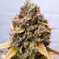 thumb of Wedding Cake Auto by WeedSeedsExpress grown by AsNoriu