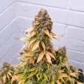 thumb of Wedding Cake Auto by WeedSeedsExpress grown by AsNoriu