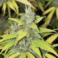 thumb of White Widow Auto by WeedSeedsExpress grown by Cannabeast40