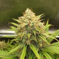 thumb of Zkittlez Auto by WeedSeedsExpress grown by Mosquito_Haarlem_Holland