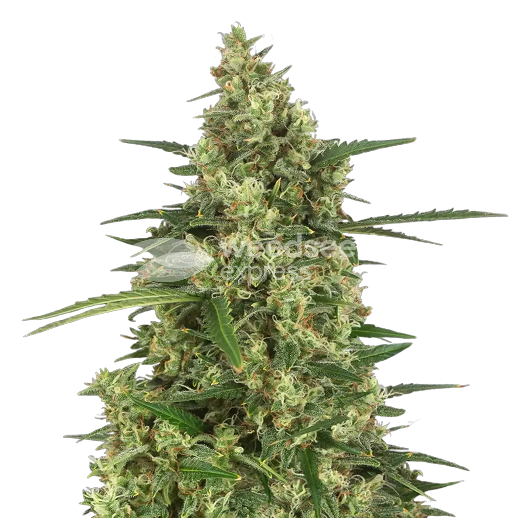 9 Pound Hammer Plant