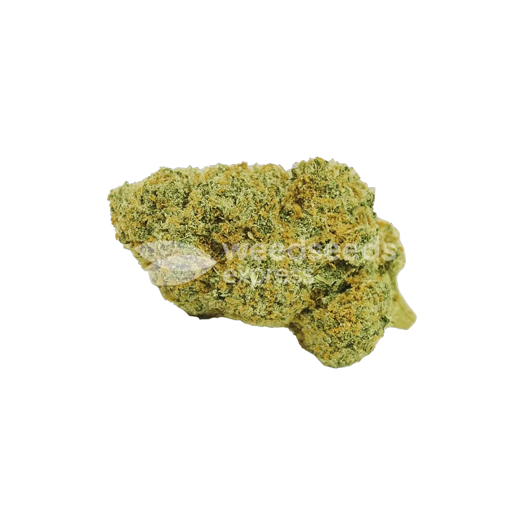 Acapulco Gold Auto Bud