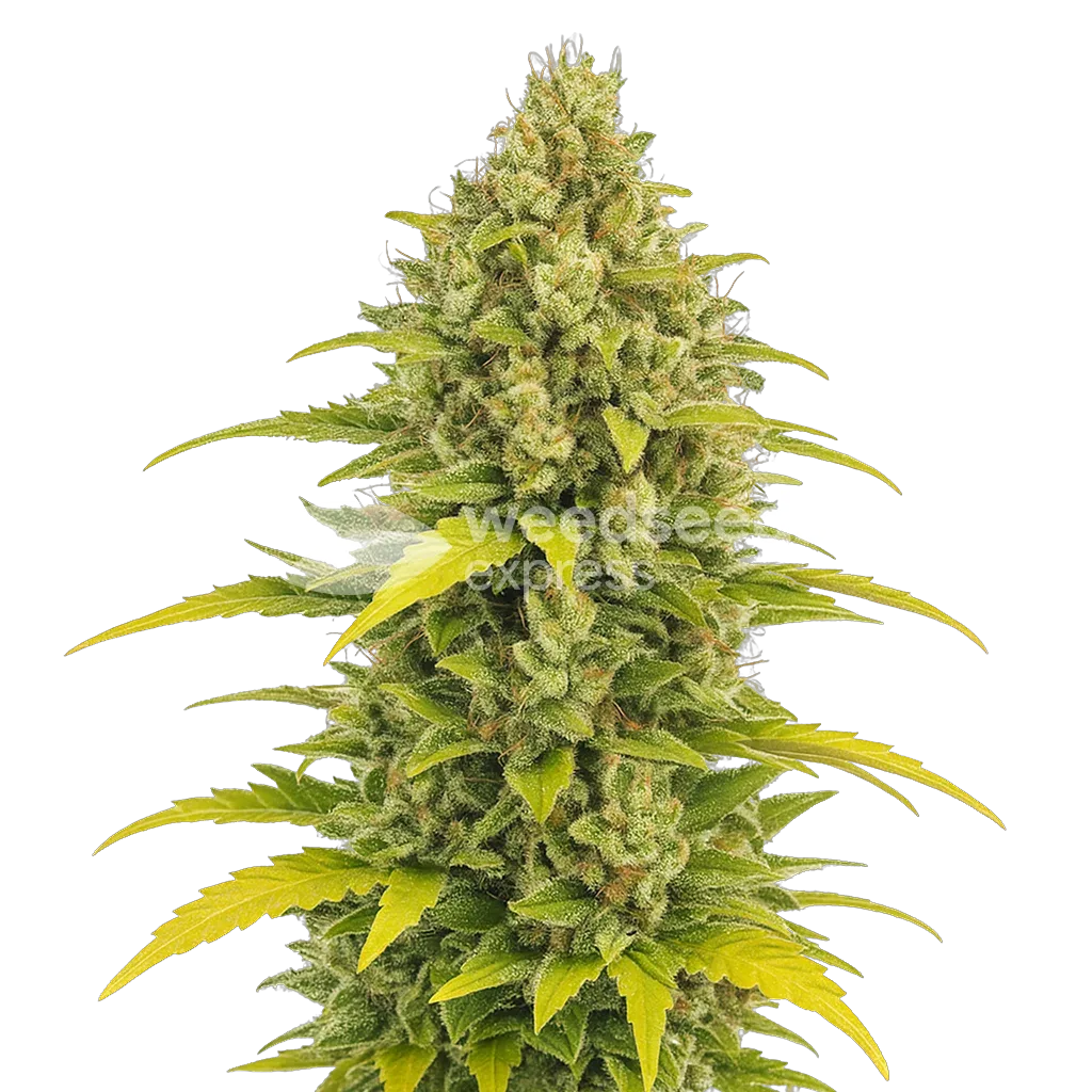 Acapulco Gold Auto plant
