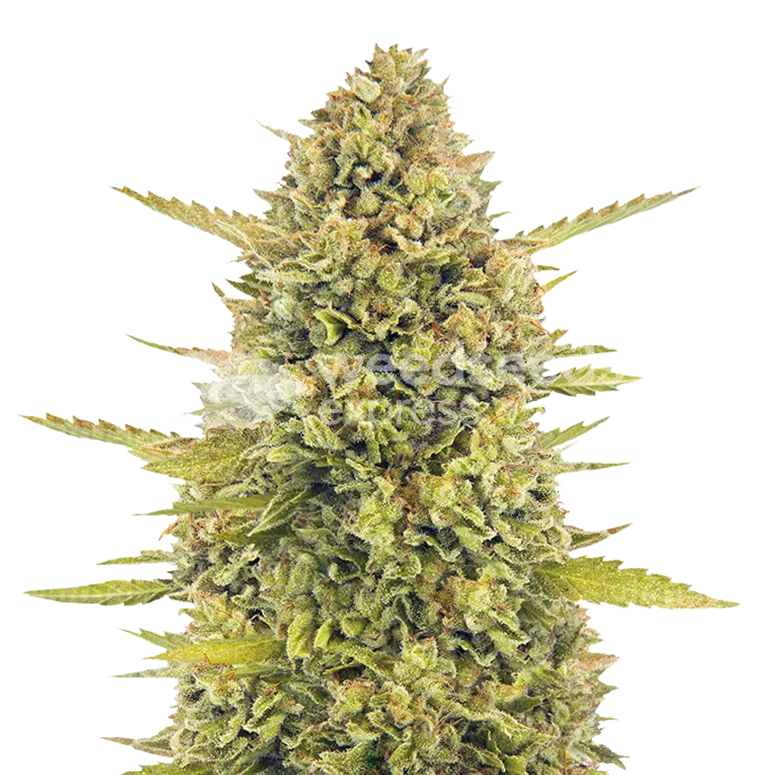 Acapulco Gold Cannabisplant