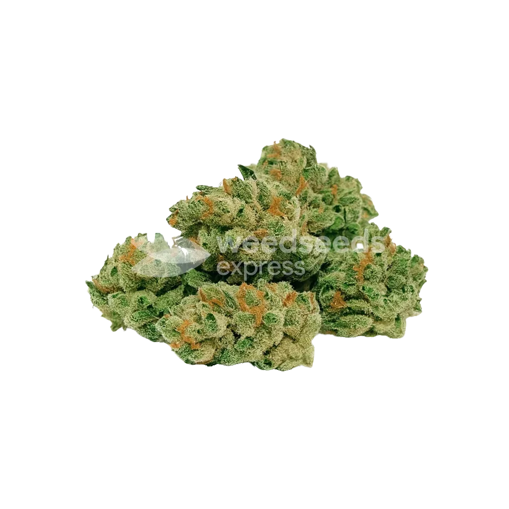ACDC Auto Bud