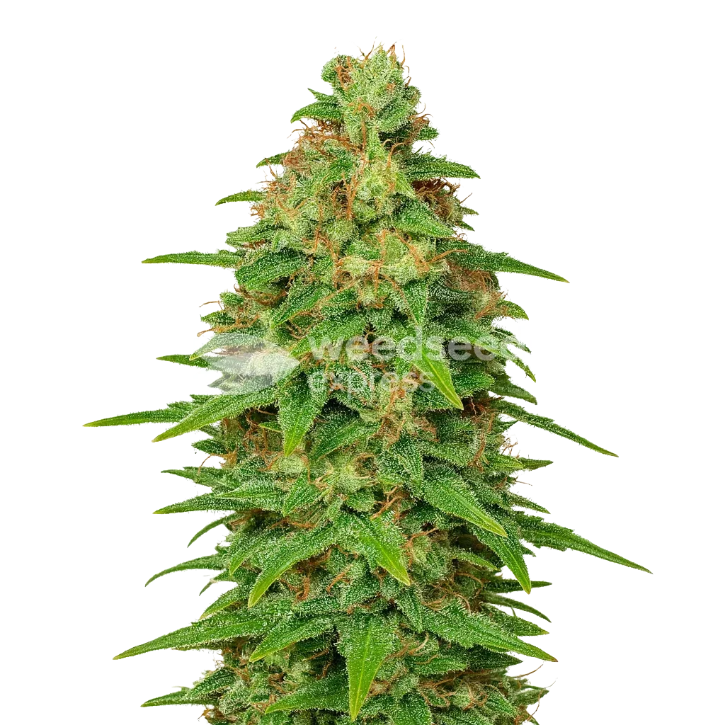 ACDC Auto Plant