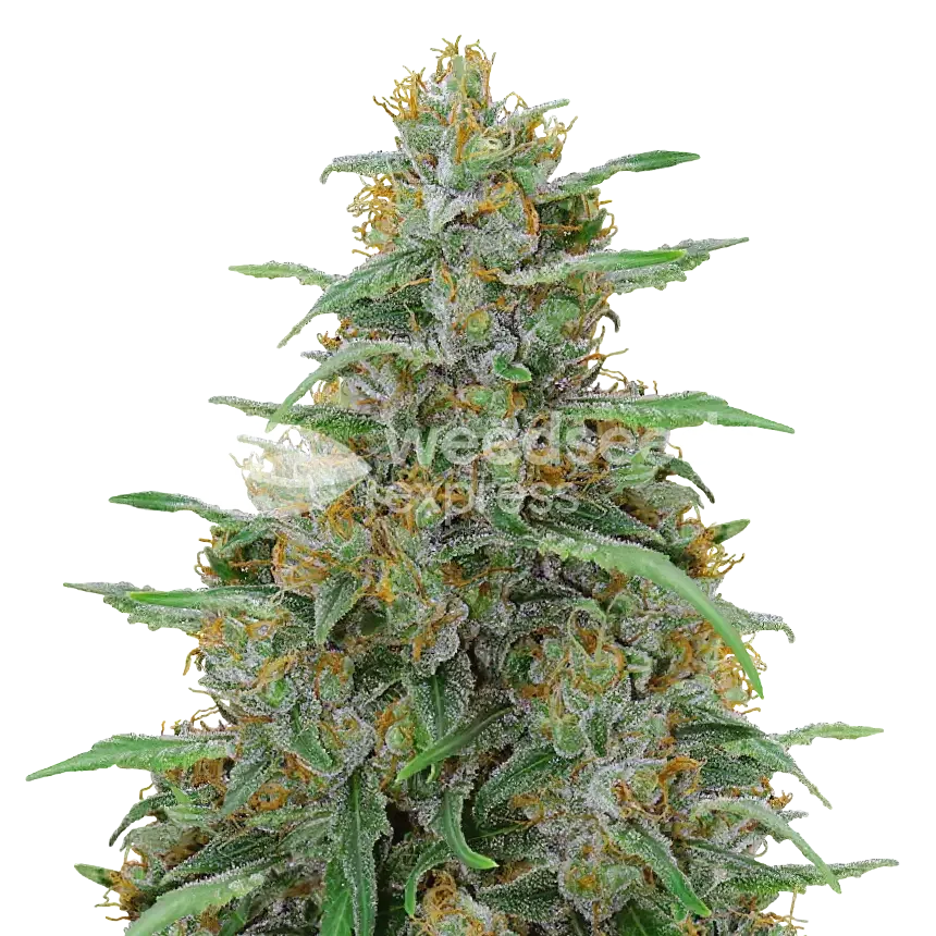 Adrenaline OG Plant