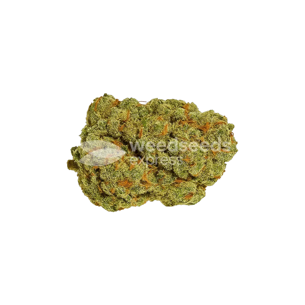 Afghani Auto Bud