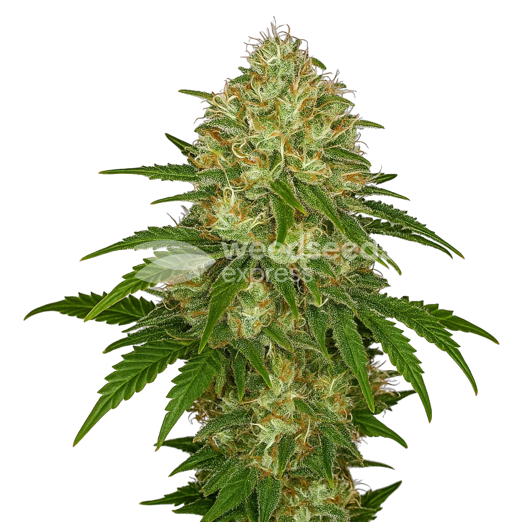 Afghani Auto Plant