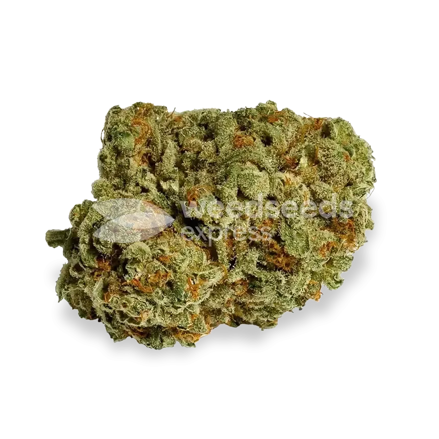Afghani bud