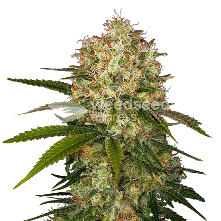 Afghani Cannabis plant