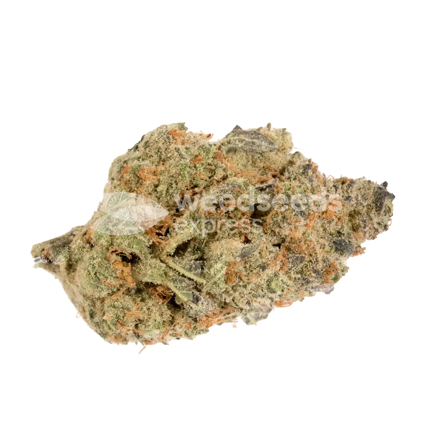 Agent Orange Bud