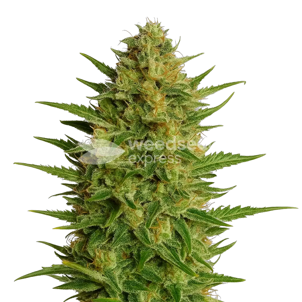 AK-47 Auto Fast Flowering Plant