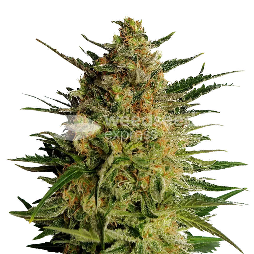 AK-47 plant