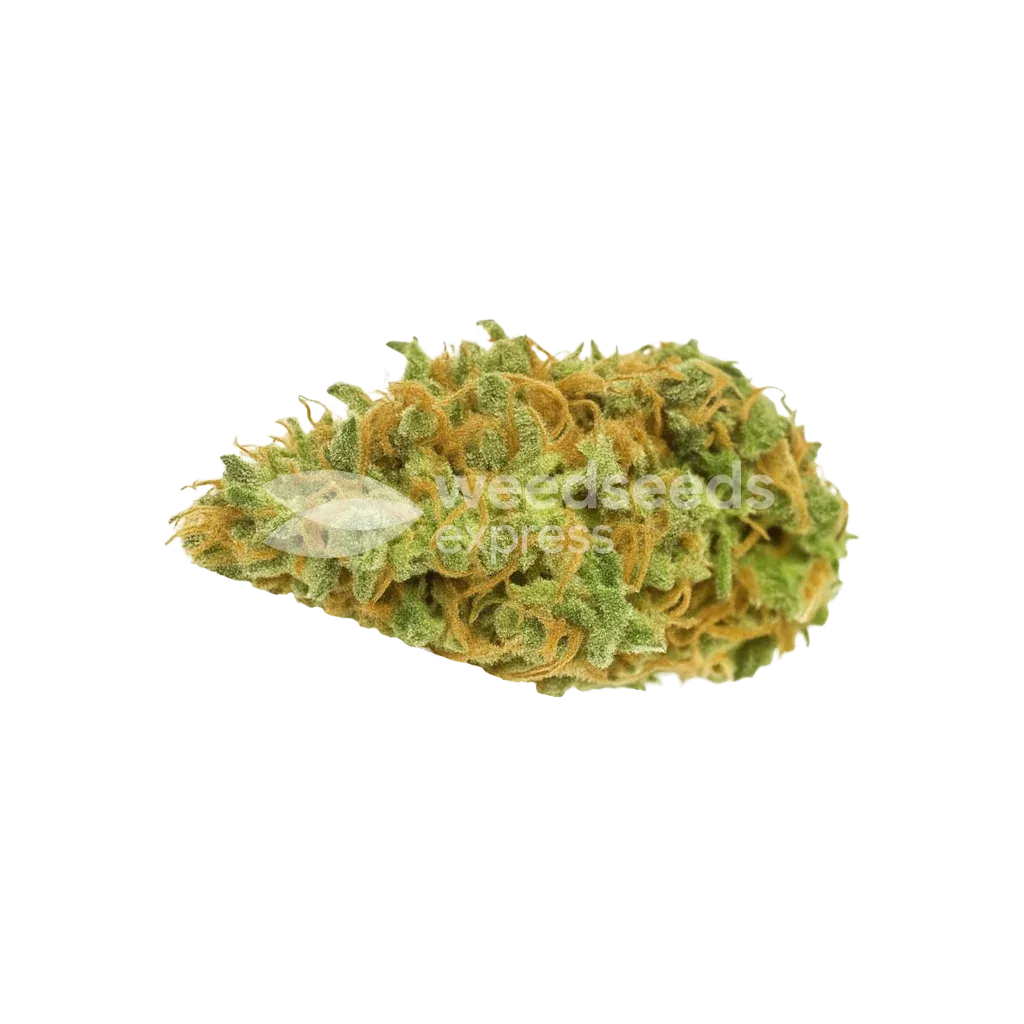 AK-48 Auto Bud