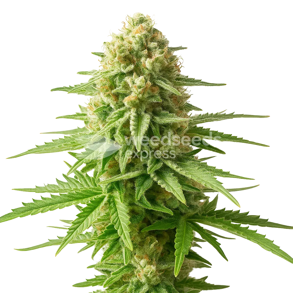 AK-48 Auto Plant