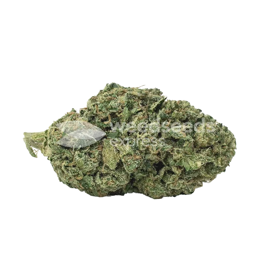 American Patriot Bud