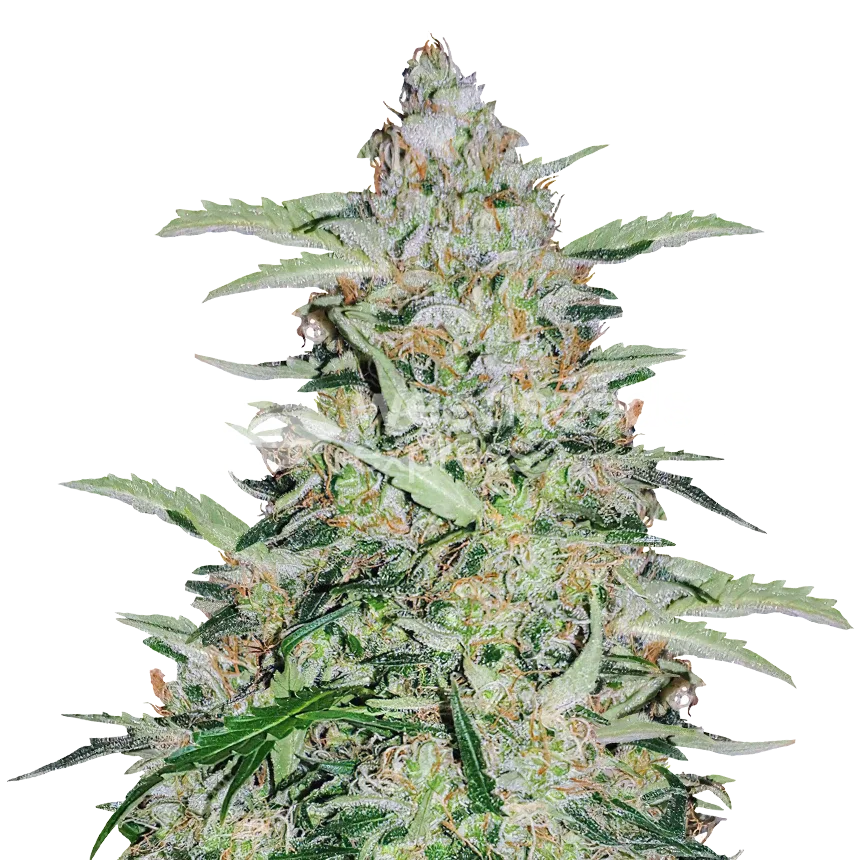 American Patriot Plant