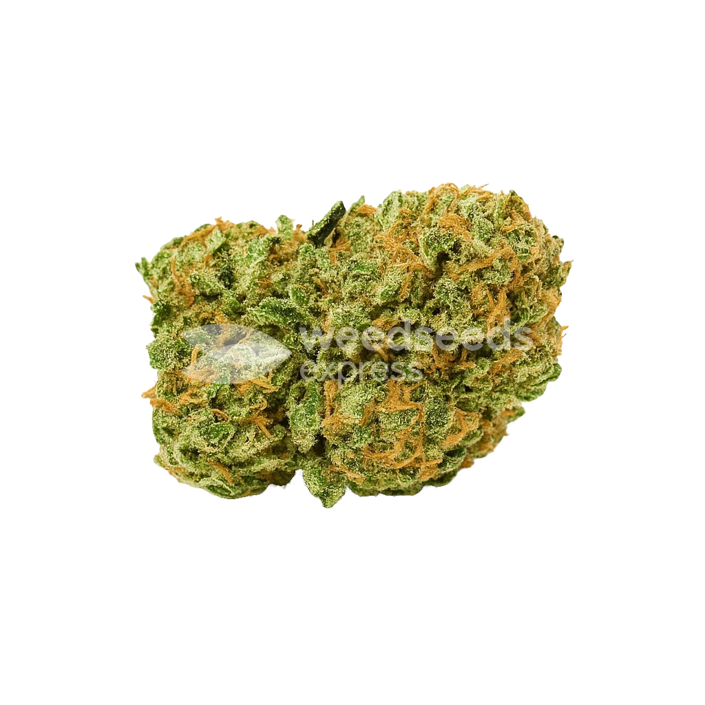 Amnesia Auto Bud