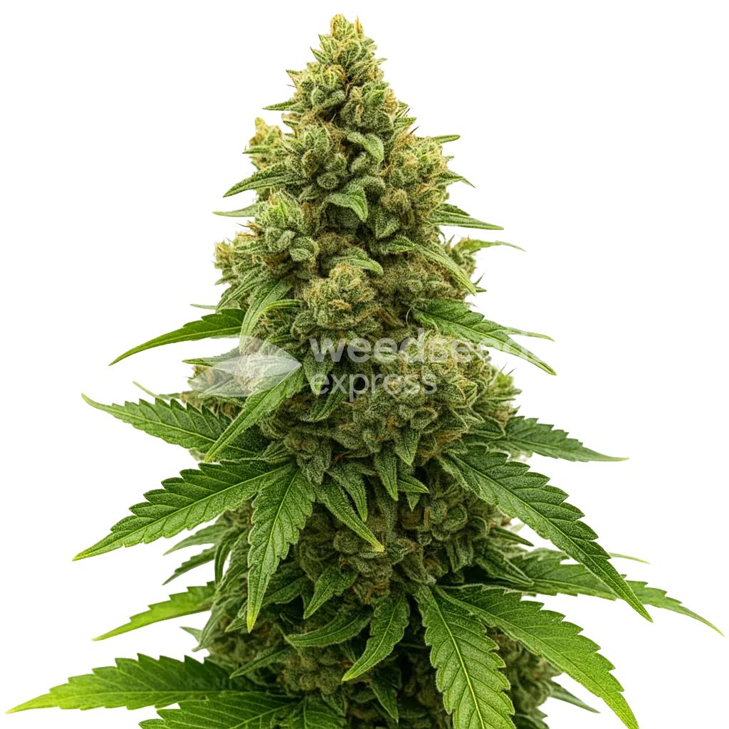 Amnesia Auto Fast Flowering Plant