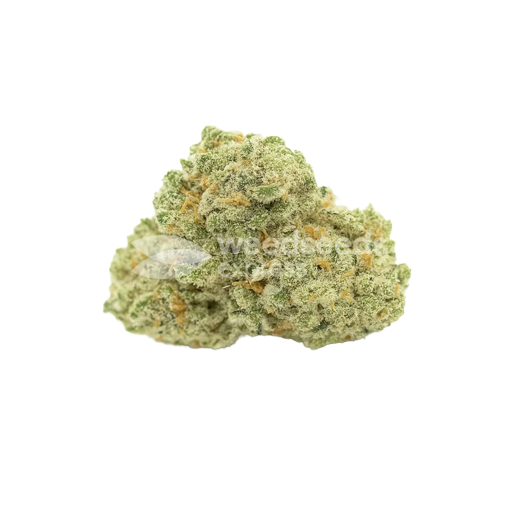 Amnesia Haze Auto Bud