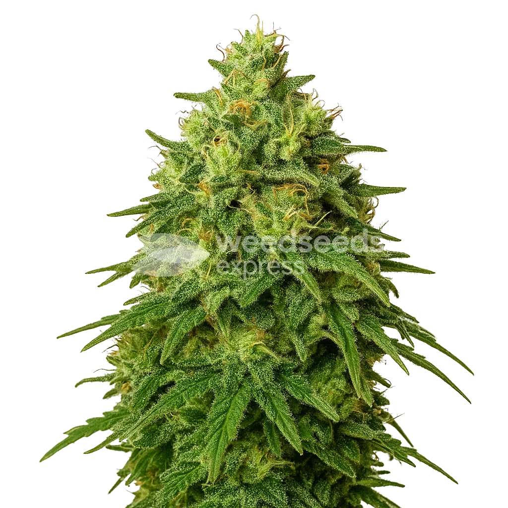 Amnesia Haze Auto Plant