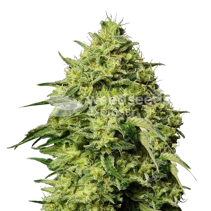Amnesia Haze cannabisplant