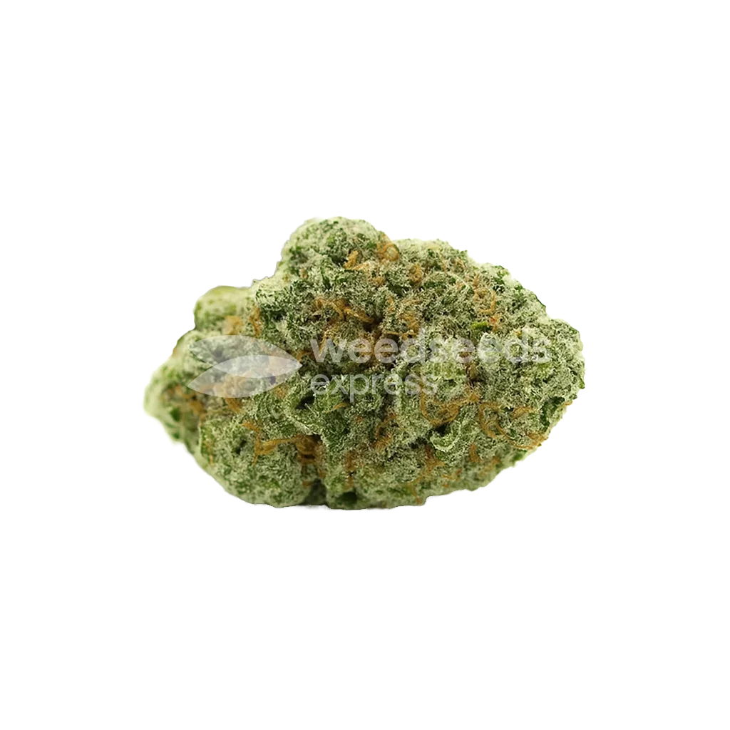 Amnesia Haze x Blueberry Auto Bud