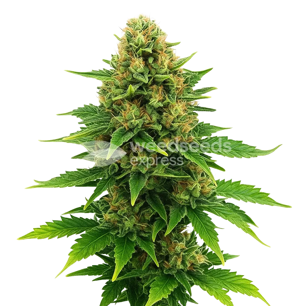 Amnesia Haze x Blueberry Auto Plant