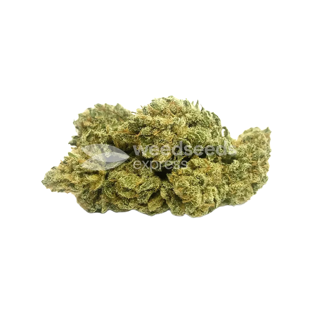 Amnesia Kush Auto Bud