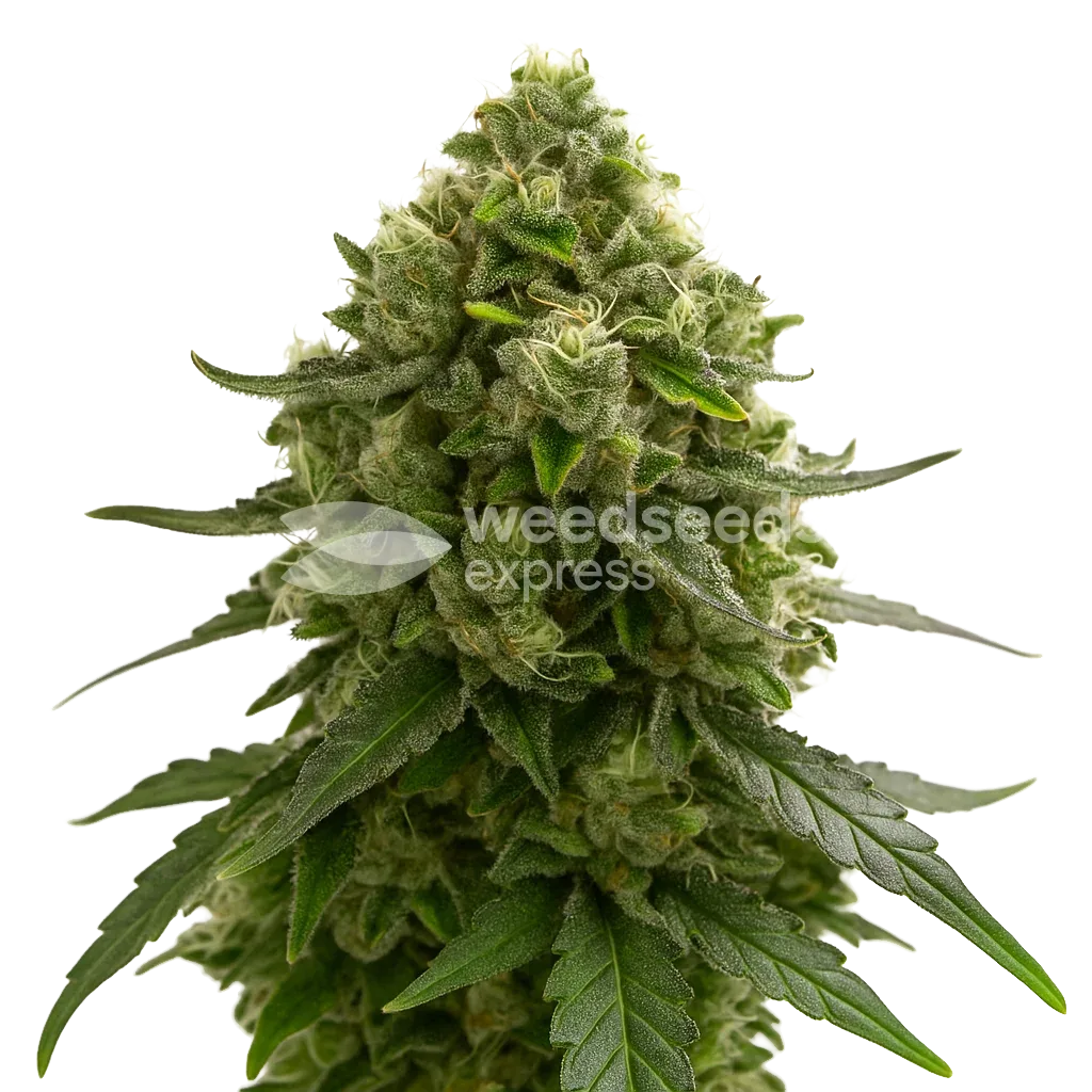 Amnesia Kush Auto Plant