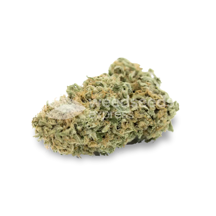 Amnesia Haze X White Widow bud