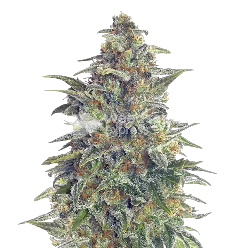 Animal Cookies Plant