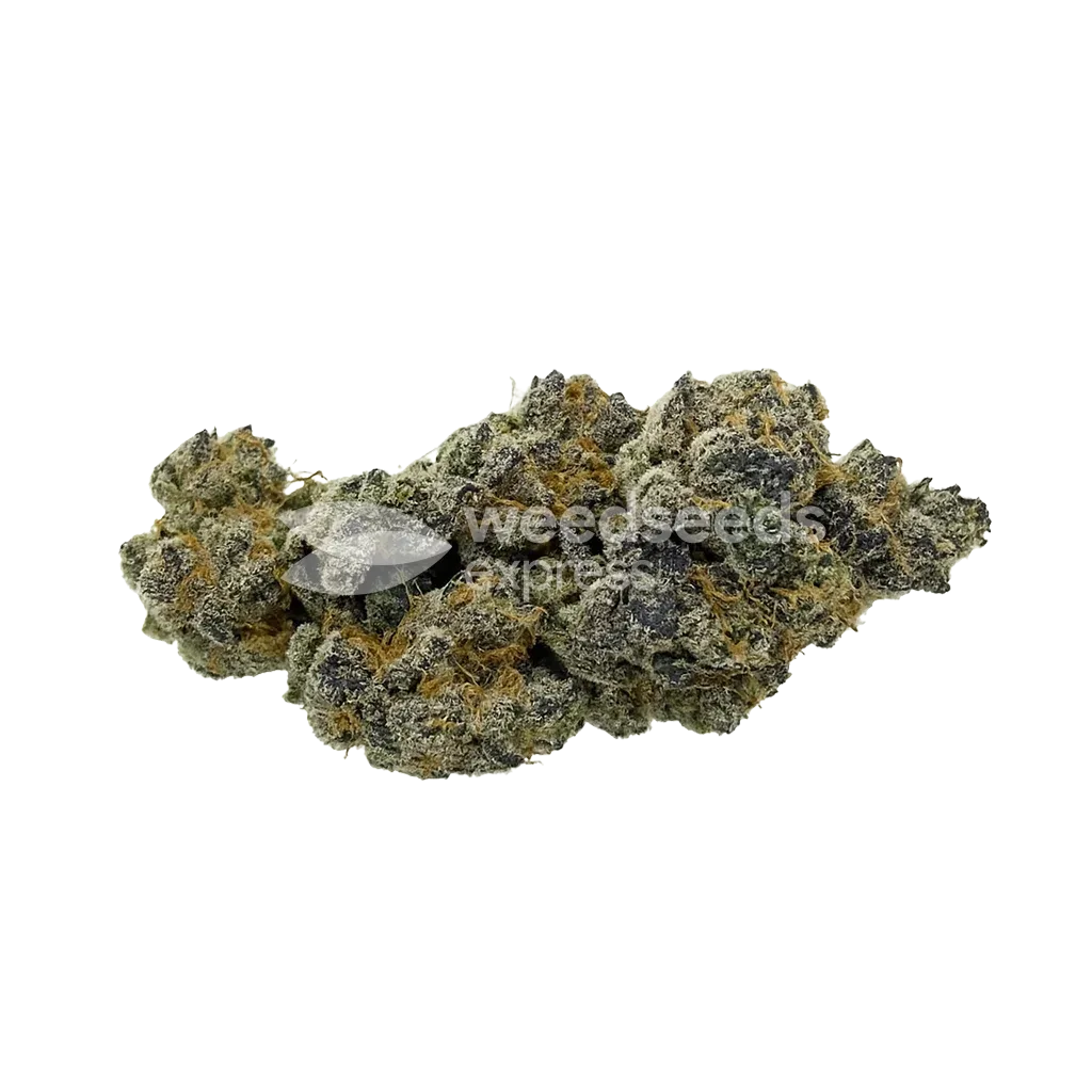 Animal Face Auto Bud