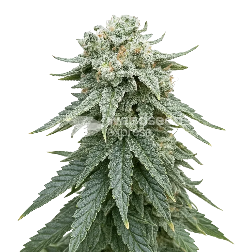 Animal Face Auto Plant