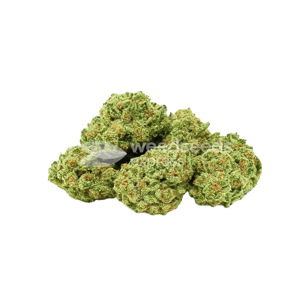 Apple Fritter Auto Bud