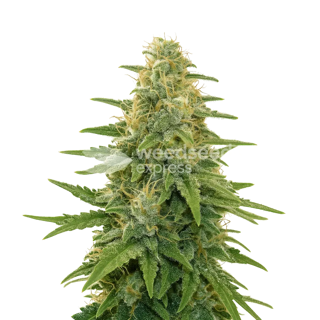 Apple Fritter Auto Plant