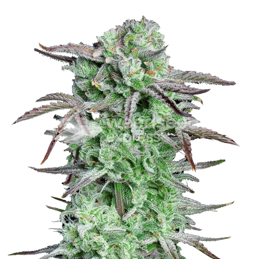 Apples And Bananas Plant