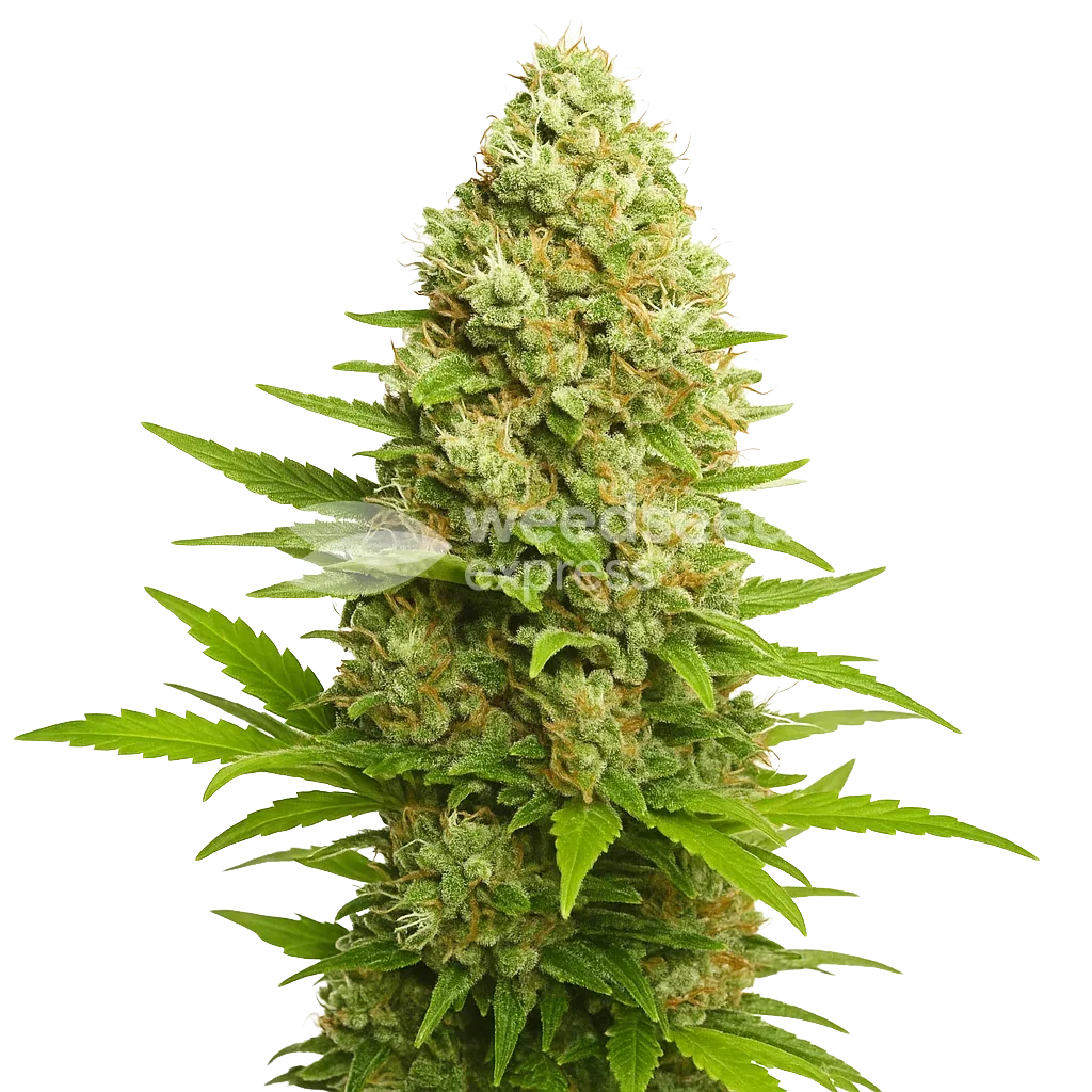 Banana Kush Auto Plant
