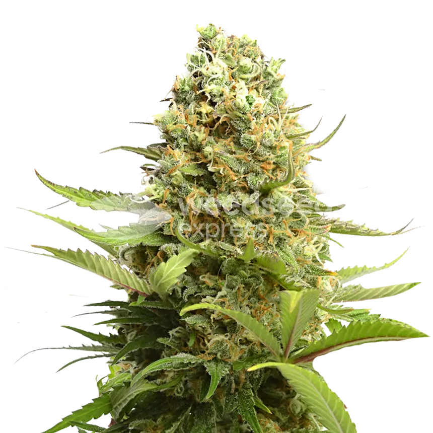 Banana Kush Fast Flowering Photoperiod Feminized Plant