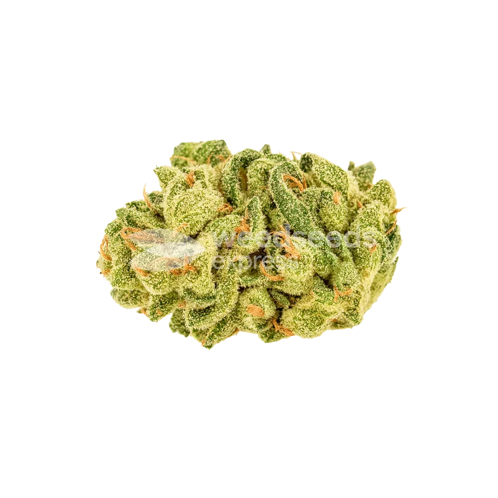 Banana Zkittlez Auto Bud