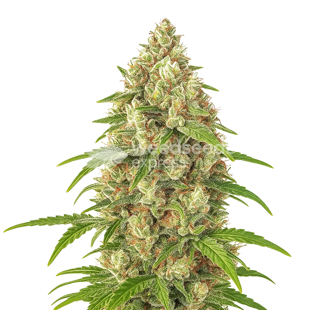 Banana Zkittlez Auto Plant