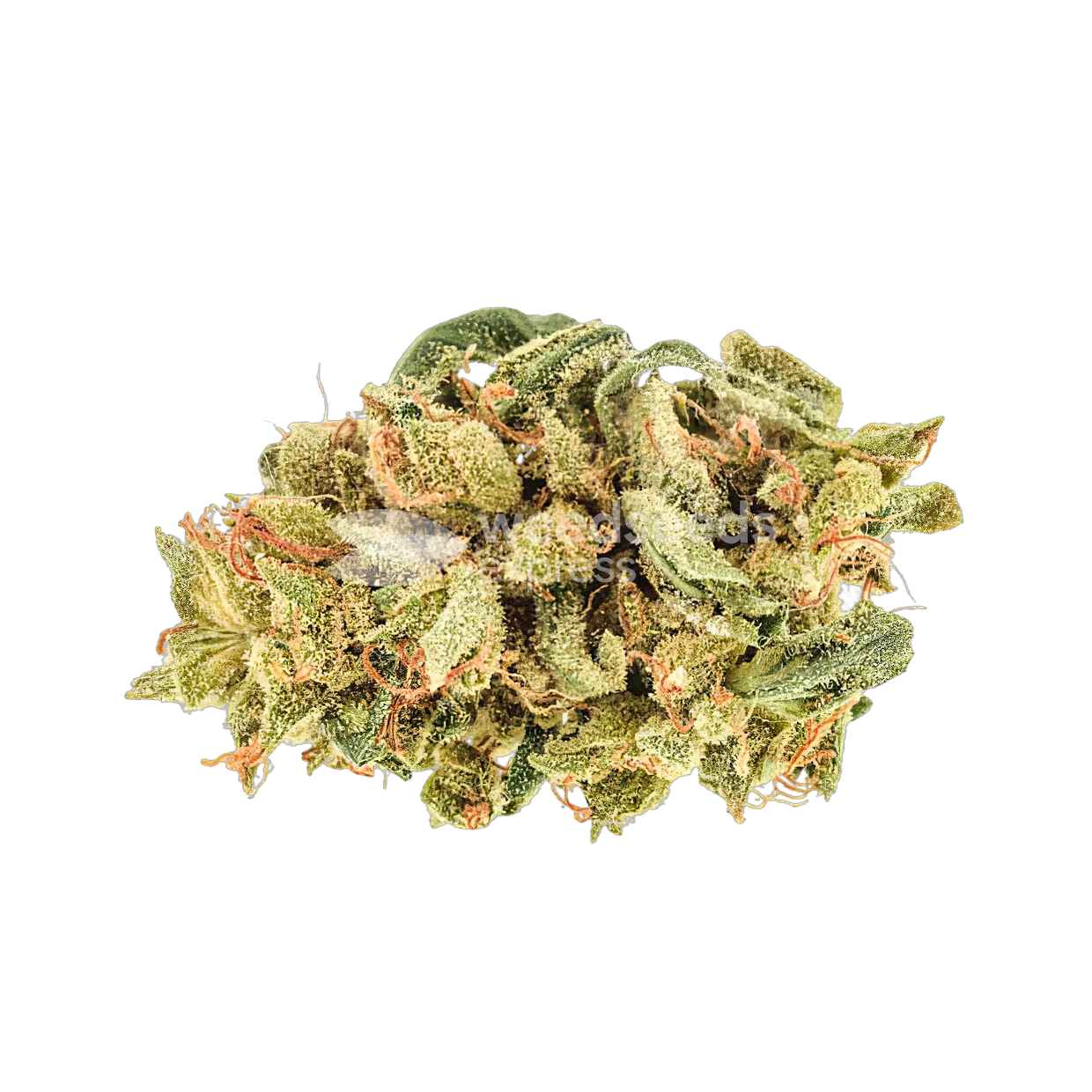 Banana Zkittlez Bud