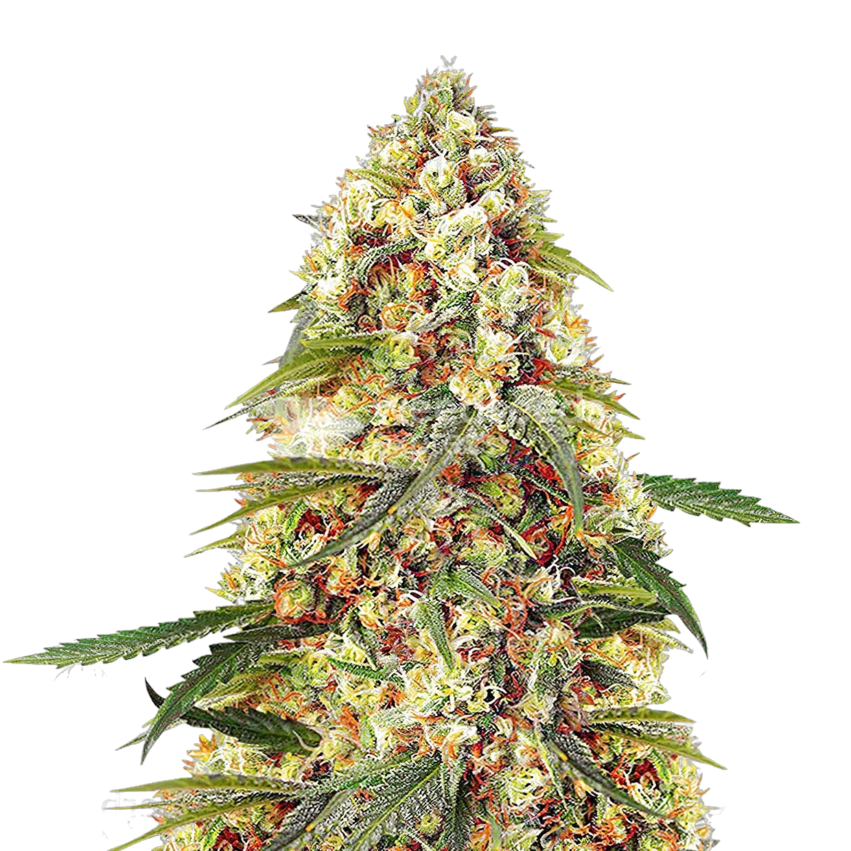 Banana Zkittlez Plant