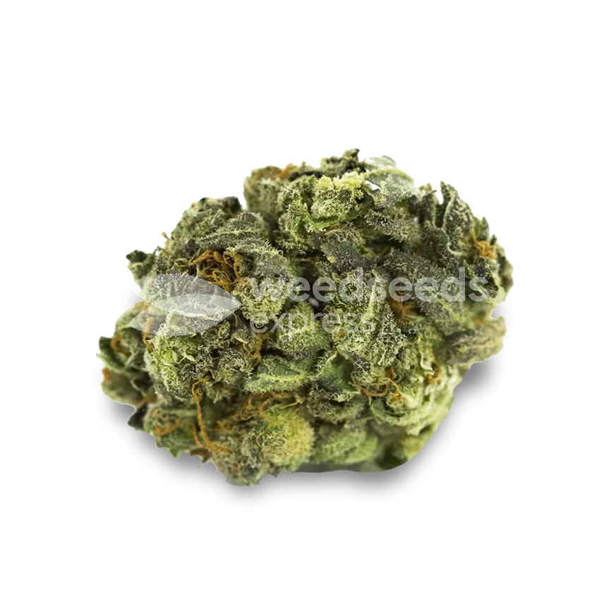 Berner's Cookies bud